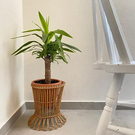 Hortenzija Apartament Maslinica
