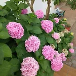 דירה Hortenzija